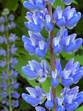 Load image into Gallery viewer, Note Cards
