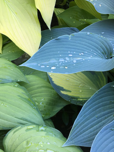 Hosta leaves of varying colours are over lapped.