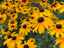 Load image into Gallery viewer, Note Cards
